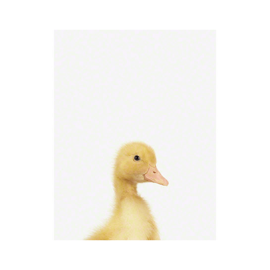 Duckling Little Darling Print - 8.5" x 11"