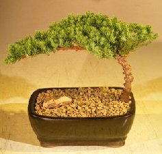 Juniper Bonsai Tree-Small<br><i>(Juniper Procumbens nana)</i>