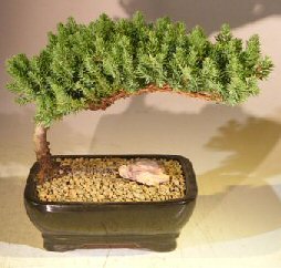 Juniper Bonsai Tree - Medium<br><i>(Juniper Procumbens nana)</i>