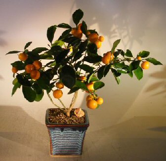 Orange Citrus Bonsai Tree &lt;br&gt;&lt;i&gt;(Calamondin Orange)&lt;/i&gt;