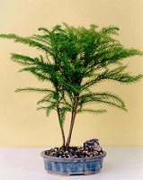 Norfolk Island Pine-Medium&lt;br&gt;&lt;i&gt;(Araucaria Heterophila)&lt;/i&gt;