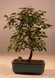 Trident Maple Bonsai Tree&lt;br&gt;&lt;i&gt;(Acer Buergerianum)&lt;/i&gt;