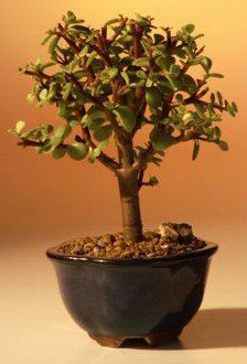 Baby Jade Bonsai Tree - Small <br><i>(Portulacaria Afra)</i>