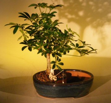 Hawaiian Umbrella Bonsai Tree <br>Land/Water Pot - Medium <br><i>(arboricola schefflera 'luseanne')</i>