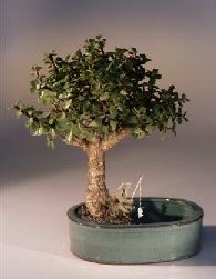 Baby Jade Bonsai Tree <br>Land/Water Pot - Medium <br><i>(Portulacaria Afra)</i>