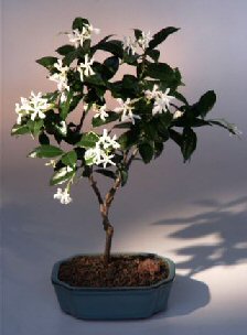 Flowering White Jasmine&lt;br&gt;&lt;i&gt;(trachelospermum jasminoides)&lt;/i&gt;