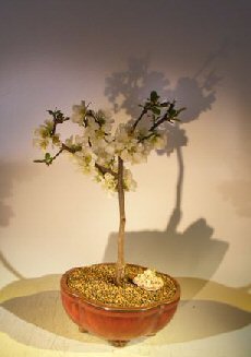 Japanese Flowering Quince Bonsai Tree&lt;br&gt;&lt;i&gt;(chaenomles &#39;toyo-nishiki&#39;)&lt;/i&gt;
