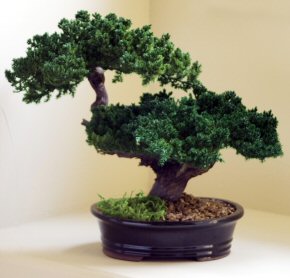 Monterey Juniper Double Trunk Preserved Bonsai Tree <br>(Preserved - Not a Living Tree)