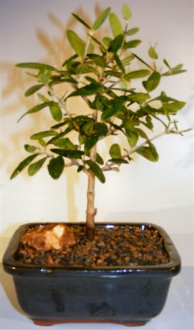Flowering and Fruiting Arbequina Olive Bonsai Tree<br><i>(arbequina)</i>