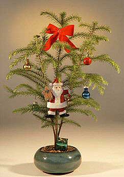 Norfolk Island Pine - With Decorations <br><i>(araucaria heterophila)</i><br>