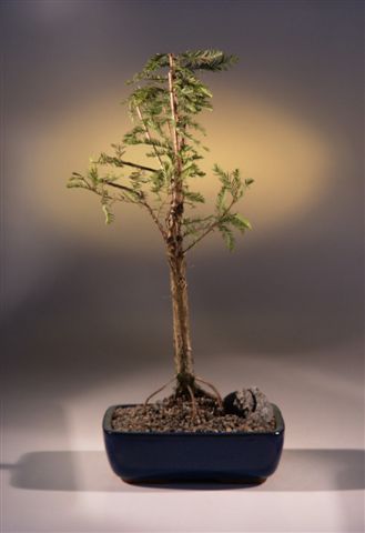 Bald Cypress Bonsai Tree&lt;br&gt;&lt;i&gt;(taxodium distichum)&lt;/i&gt;