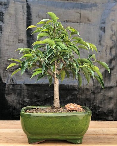 Ficus Midnight Bonsai Tree - Medium <br><i>(benjamina 'midnight')</i>
