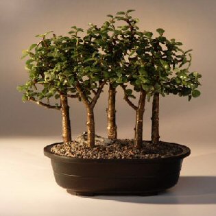 Baby Jade Bonsai Tree <br>Five Tree Forest Group <br><i>(Portulacaria Afra)</i>