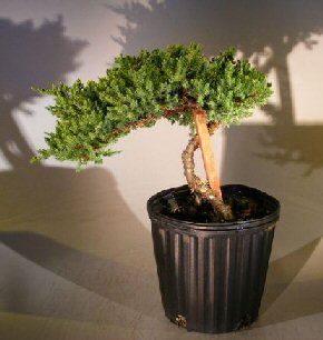 Pre Bonsai Juniper Bonsai Tree - Staked<br><i>(Juniper Procumbens nana)</i>