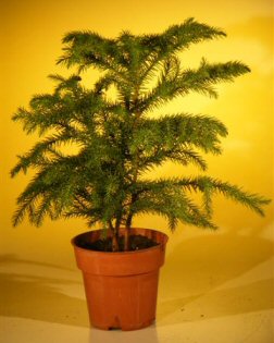 Pre Bonsai Norfolk Island Pine&lt;br&gt;&lt;i&gt;(Araucaria Heterophila)&lt;/i&gt;