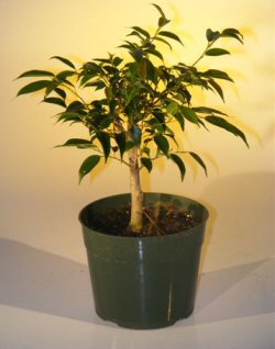 Pre Bonsai Ficus Midnight Bonsai Tree - Large<br><i>(benjamina 'midnight')</i>