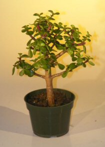 Pre Bonsai Baby Jade Bonsai Tree  - Medium<br><i>(Portulacaria Afra)</i>