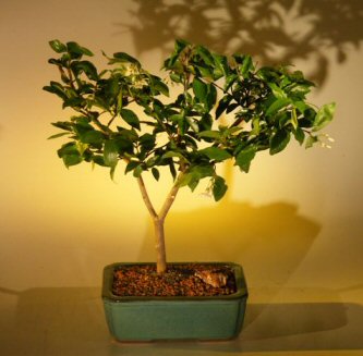 Flowering Water Jasmine Bonsai Tree - Medium<br><i>(wrightia religiosa)</i>