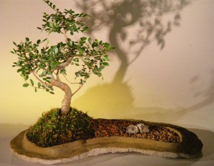 Chinese Elm Bonsai Tree  On Rock Slab&lt;br&gt;&lt;i&gt;(ulmus parvifolia)&lt;/i&gt;