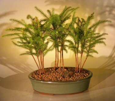 Norfolk Island Pine Bonsai Tree &lt;br&gt;Three (3) Tree Forest Group &lt;br&gt;&lt;i&gt;(araucaria heterophila)&lt;/i&gt;