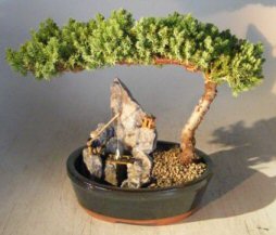 Juniper Bonsai Tree - Large<br>Stone Landscape Scene<br><i>(juniper procumbens nana)</i>