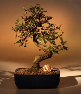 Chinese Elm Bonsai Tree - Medium <br><i></i>Curved Trunk Style <br><i>(Ulmus Parvifolia)</i>
