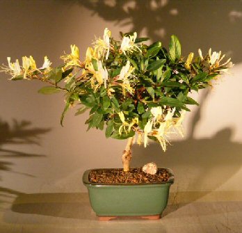 Flowering Japanese Honeysuckle Bonsai Tree - Medium<br><i>(lonicera japonica 'halliana' purpurea)</i>