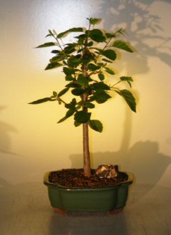 Paper  Birch Bonsai Tree<br><i>(betula papyrifera)</i>