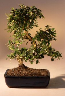 Fukien Tea Flowering Bonsai Tree  - Extra Large&lt;br&gt;Curved Trunk Style&lt;br&gt;&lt;i&gt;(ehretia microphylla)&lt;/i&gt;