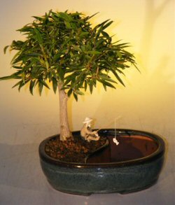 Willow Leaf Ficus Bonsai Tree <br>Land/Water Pot -  Medium<br><i>(Ficus Nerifolia/Salisafolia)</i>