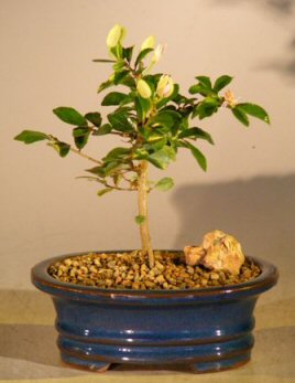 Flowering Lavender Star Flower Bonsai Tree - Small&lt;br&gt;&lt;i&gt;(Grewia Occidentalis)&lt;/i&gt;