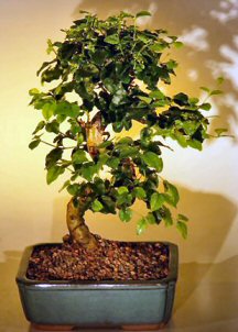 Flowering Ligustrum Bonsai Tree with Curved Trunk-Medium&lt;br&gt;&lt;i&gt;(ligustrum lucidum)&lt;/i&gt;