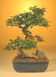 Flowering Ligustrum Bonsai Tree - Large r>Curved Trunk Style <br><i>(ligustrum lucidum)</i>