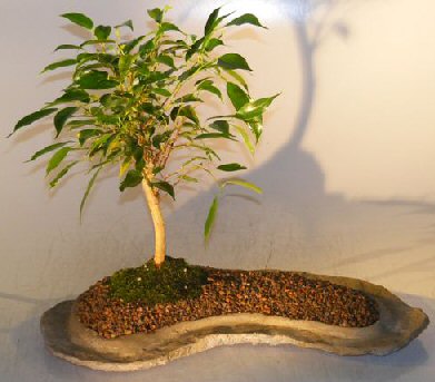 Ficus Oriental Bonsai Tree On Rock Slab &lt;br&gt;&lt;i&gt;(ficus &#39;orientalis&#39;)&lt;/i&gt;