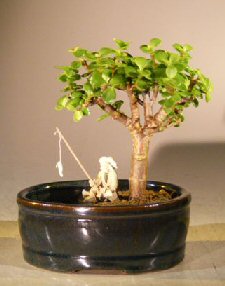Baby Jade Bonsai Tree <br>Land/Water Pot - Small<br><i>(Portulacaria Afra)</i>