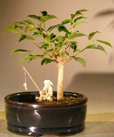 Ficus Oriental Bonsai Tree <br>Land/Water Pot  - Small <br><i>(ficus 'orientalis') </i>