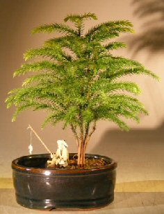 Norfolk Island Pine Bonsai Tree <br>Land/Water Pot - Small <br><i>(Araucaria Heterophila)</i>