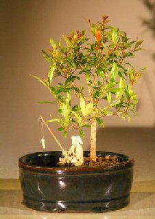 Flowering Dwarf Pomegranate Bonsai Tree <br>Land/Water Pot  - Small<br><i>(Punica Granatum)</I>