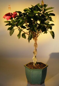 Flowering Tropical Red Hibiscus<br>Braided Trunk<br><i>(rosa sinsensis)</i>