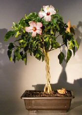 Flowering Tropical Pink Hibiscus<br> Braided Trunk<br><i> (rosa sinensis)</i>