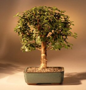 Baby Jade Bonsai Tree<br>Complete Starter Kit