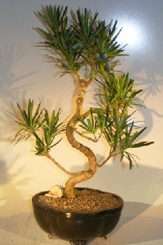 Flowering Podocarpus Bonsai Tree<br>Curved Trunk Style - Large<br><i>(podocarpus macrophyllus)</i>