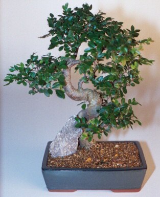 Chinese Elm Bonsai Tree - Extra Large &lt;br&gt;Curved Trunk Style &lt;br&gt;&lt;i&gt;(Ulmus Parvifolia)&lt;/i&gt;