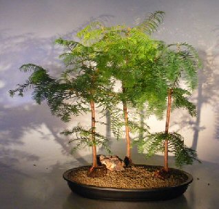 Redwood Bonsai Tree<br> Three (3) Tree Forest Group <br><i>(metasequoia glyptostroboides)</i>