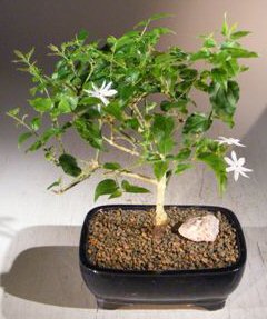 Flowering Downy Jasmine <br>(jasminum 'multiflorum')