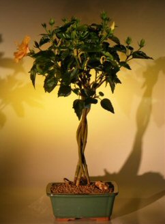 Flowering Mango Mist Tropical Hibiscus - Braided Trunk Style<br><i>(rosa sinensis)</i>