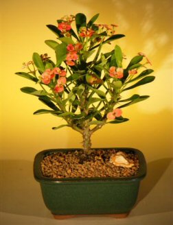 Flowering Crown of Thorns Bonsai Tree - Red / Salmon<br><i>(euphorbia milii)</i>