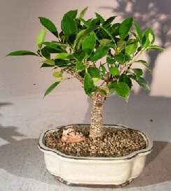 Ficus Retusa Bonsai Tree - Medium&lt;br&gt;&lt;i&gt;(Ficus Retusa)&lt;/i&gt;