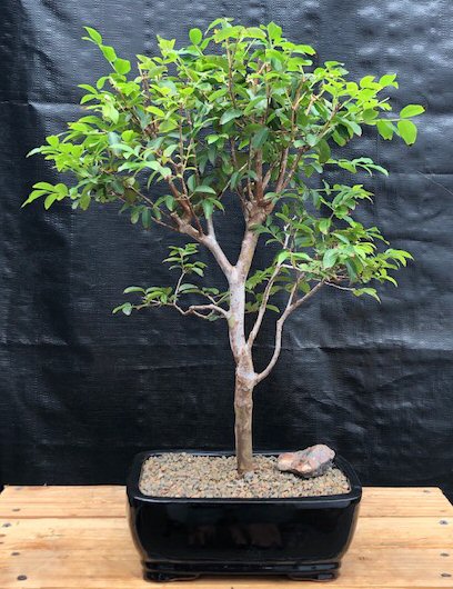 Flowering Jaboticaba Bonsai Tree - Large <br><i>(eugenia cauliflora)</i>
