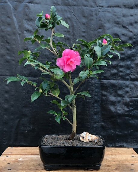 Camellia Bonsai Tree<br><i>(Camellia japonica)</i>